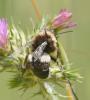 Bombus sp.